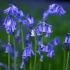 Bluebells